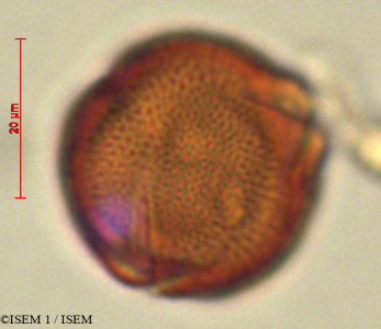 ISEM 1/Manettia_alba_29301/Manettia_alba_29301_0001(copy)_thumb.jpg
